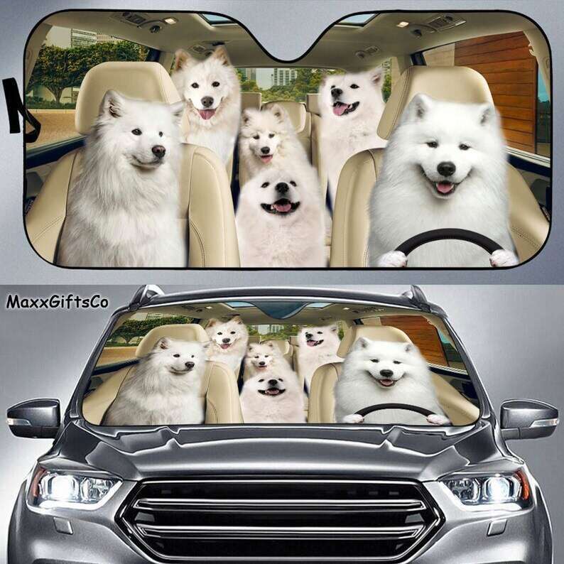 Samoyed Family